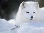 Finland, Ranua Wildlife Park. Dhole, Arctic fox in white winter coat. Art Print